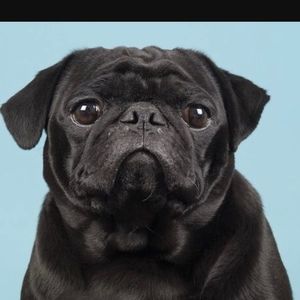 Meet your Posher, Destiney